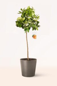 zura Calamondin