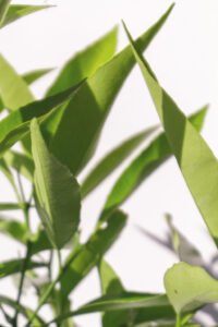zura Calamondin