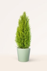 zura_Ciprés Cupressus Macrocarpa