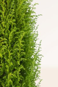 zura_Ciprés Cupressus Macrocarpa