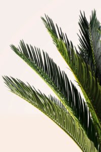 zura Cycas Revoluta