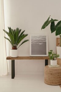 zura Cycas Revoluta