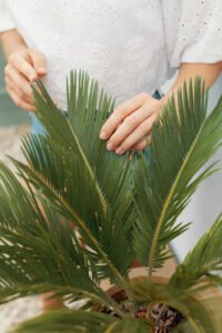 zura Cycas Revoluta