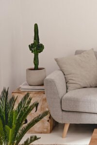 zura_Euphorbia Eritrea