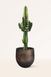 zura_Euphorbia Eritrea