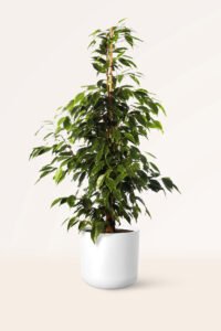 zura Ficus Benjamina Exótica