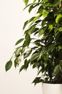 zura Ficus Benjamina Exótica