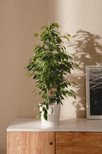 zura Ficus Benjamina Exótica