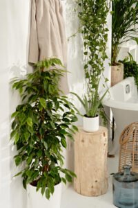zura Ficus Benjamina Exótica