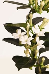zura_Jazmin-de-Madagascar