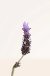 zura_Lavanda_Detata