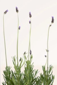 zura_Lavanda_Detata