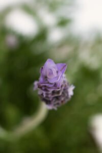 zura_Lavanda_Detata