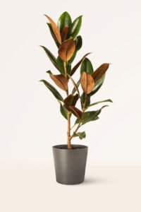 zura Magnolia Grandiflora Blanca