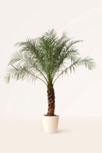 zura Phoenix Roebelenii