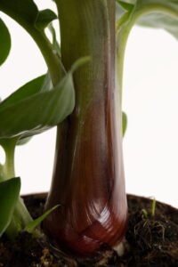zura Platanera Musa Dwarf