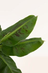 zura Platanera Musa Dwarf