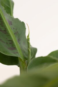 zura Platanera Musa Dwarf