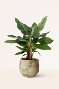 zura Platanera Musa Dwarf