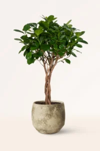 ficus moclame, laurel de indias