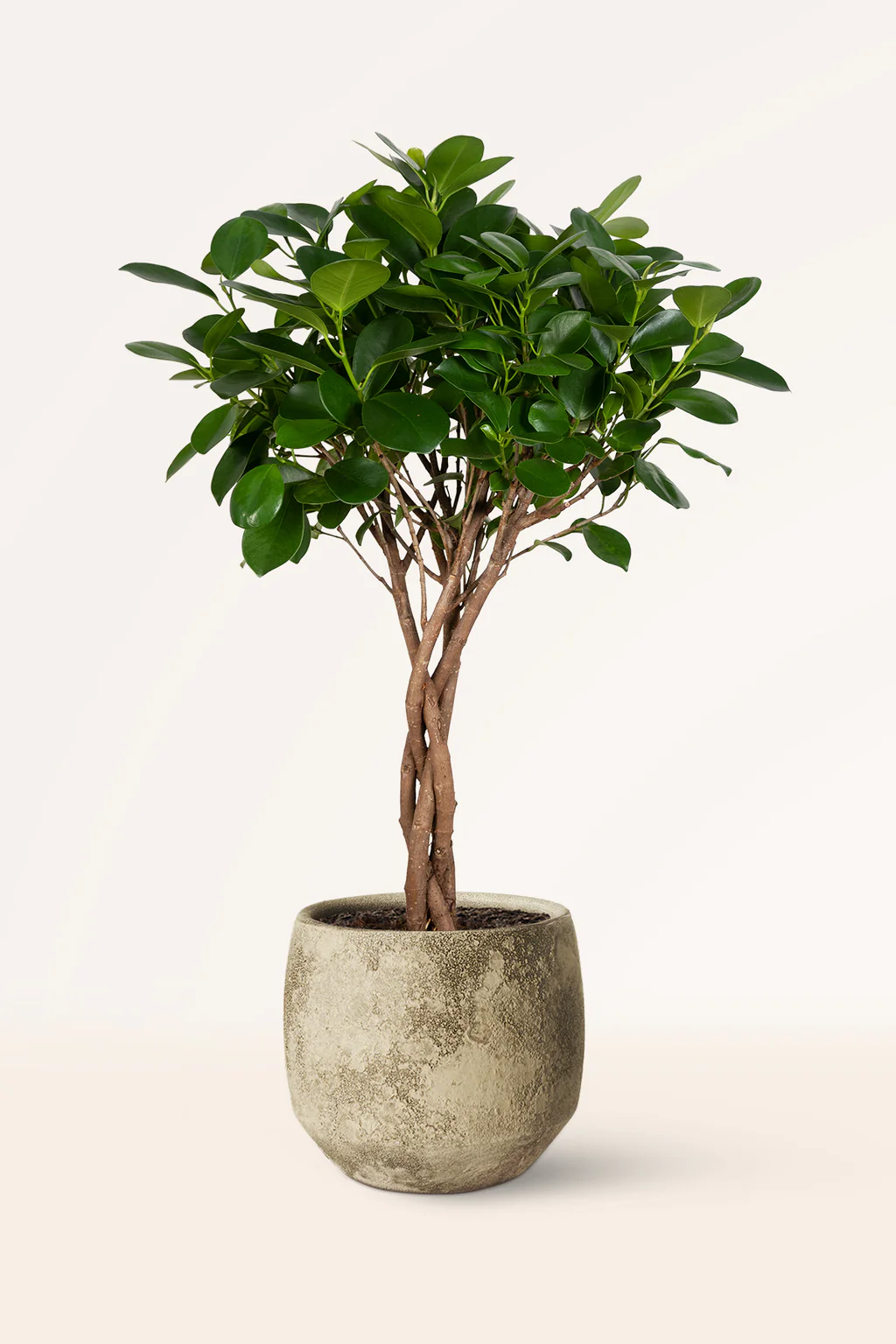 ficus moclame, laurel de indias