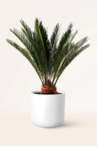 zura Cycas Revoluta