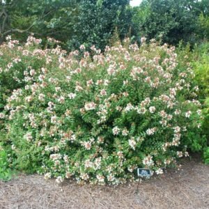 zura Abelia brillante