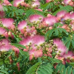 zura Acacia de Constantinopla