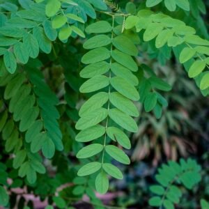Robinia pseudoacacia