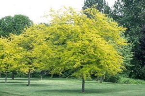 zura Acacia de tres espinas