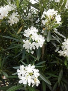 zura Adelfa blanca