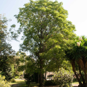 zura Ailanto, árbol del cielo