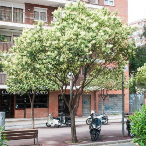 zura Aligustre, aligustre de China