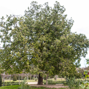 zura Árbol botella