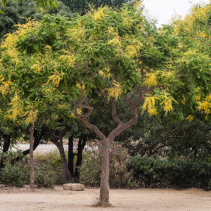 zura Arbol chino del barniz, jabonero de China
