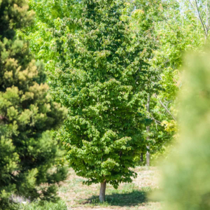 zura Árbol de hierro
