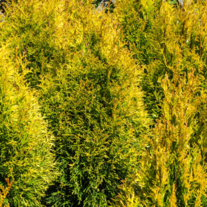 zura Árbol de la vida, tuya del Canadá
