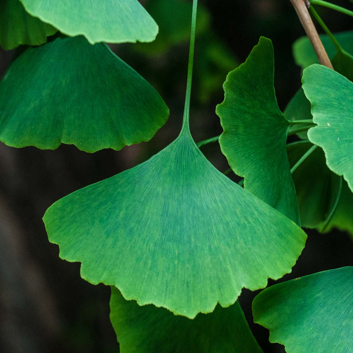 zura Árbol de los cuarenta escudos 'Fastigiata'