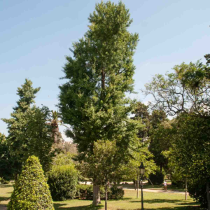 zura Árbol de los escudos, árbol de los cuarenta escudos