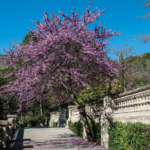 zura Árbol del amor, Árbol de Judas