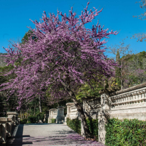 zura Árbol del amor, Árbol de Judas