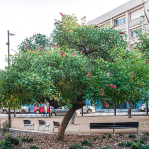 zura Árbol del coral, ceibo