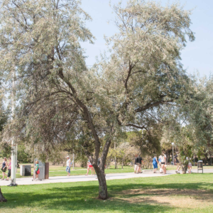 zura Arbol del paraiso, olivo de Bohemia
