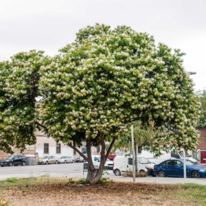 zura Arbol orquídea