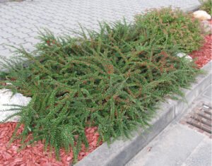 zura Cotoneaster, griñolera horizontal