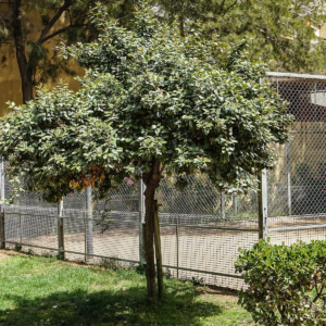 zura Eleagnus