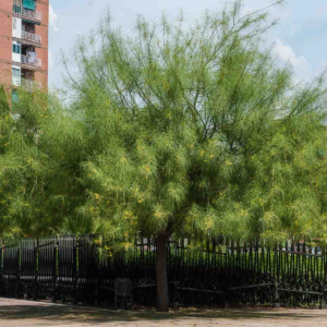 zura Espino de Jerusalen, palo verde