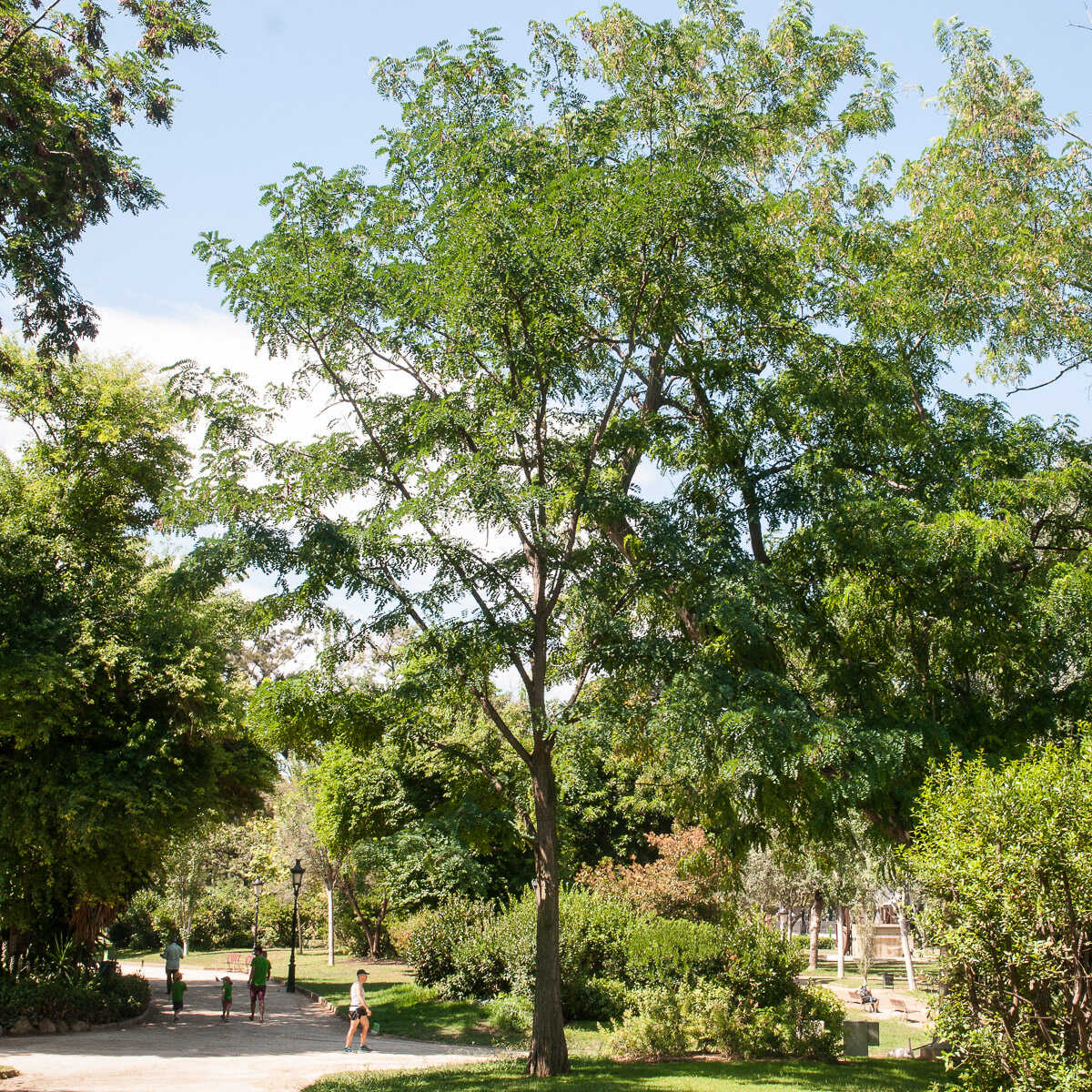 zura Falsa acacia