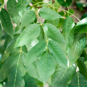 zura Fresno de flor 'Obelisk'