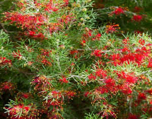 zura Grevillea hojas de enebro